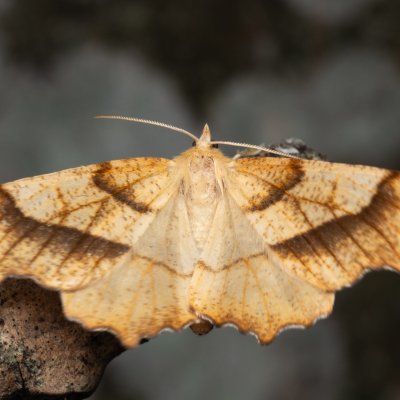 Ennomos quercinaria (zejkovec dubový), NPP Jeskyně Pekárna