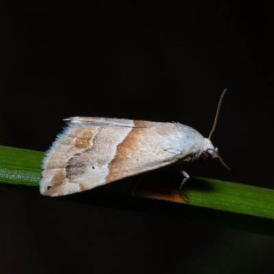Eublemma parva (světlopáska drobná), GR, Myrtidion monastery, Korfu