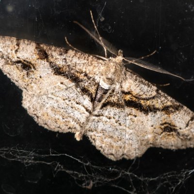 Alcis bastelbergeri (různorožec černopásý), SK, Štôla