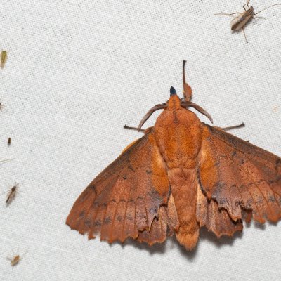 Gastropacha quercifolia (bourovec ovocný), PP Skalky u Sedlece