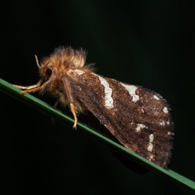 Phymatopus hecta (hrotnokřídlec lesní), NPR Radostínské rašeliniště