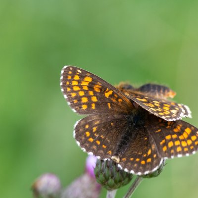Melitaea athalia (hnědásek jitrocelový), SK, Štôla