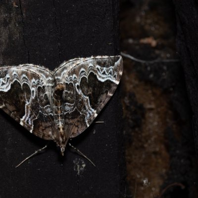 Eulithis prunata (píďalka švestková), SK, Štôla