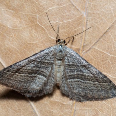 Phibalapteryx virgata (vlnočárník šerokřídlý), PP Skalky u Sedlece