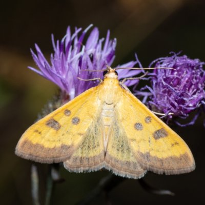 Mecyna trinalis (zavíječ trojtečný), Lysá hora u Ochozu