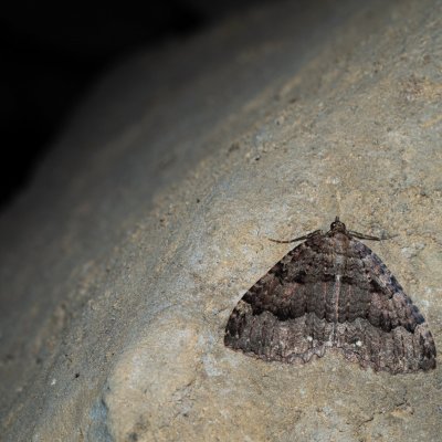 Triphosa dubitata (píďalka jeskynní), jeskyně Jáchymka