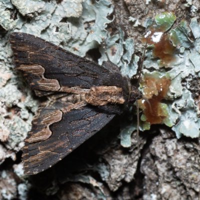 Dypterygia scabriuscula (blýskavka šťovíková), Žebětín
