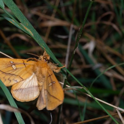 Euthrix potatoria (bourovec trávový), PP Skalky u Sedlece