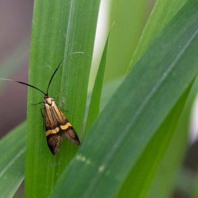 Nemophora degeerella (adéla pestrá), Podkomorské lesy