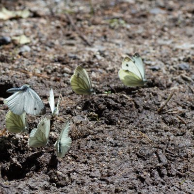 Pieris napi (bělásek řepkový), SK, Štôla