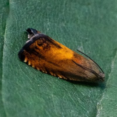 Pammene aurita (-), Helenčino údolí