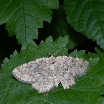 Charissa pullata (šerokřídlec tymiánový), NPR Děvín