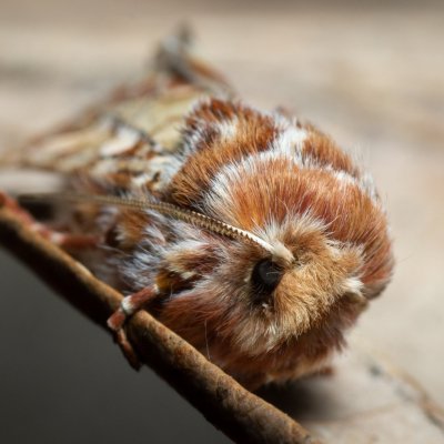 Panolis flammea (sosnokaz borový), PR Kamenný vrch