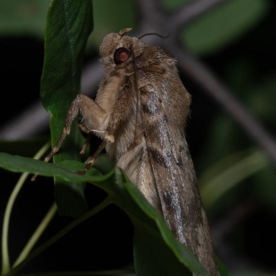 Apopestes spectrum (-), HR, Jablanac