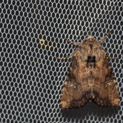 Apamea scolopacina (šedavka třeslicová), NPR Děvín