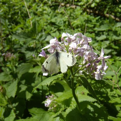 Anthocharis cardamines (bělásek řeřichový), NP Podyjí