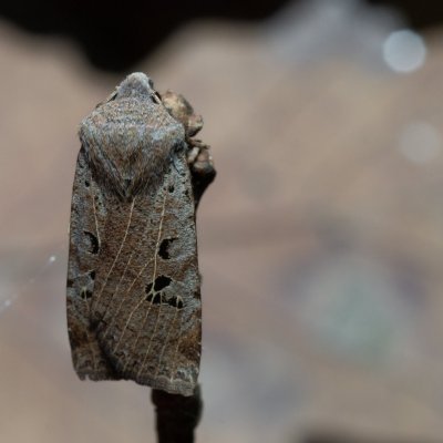 Conistra rubiginosa (zimovnice trnková), Kamenný vrch