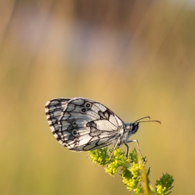 Melanargia galathea (okáč bojínkový), PR Kamenný vrch