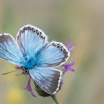 Polyommatus coridon (modrásek vikvicový), PP Černice
