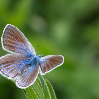 Glaucopsyche alexis (modrásek kozincový), PP Velká Klajdovka