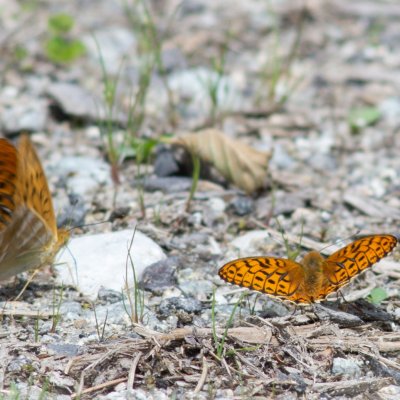 Argynnis paphia (perleťovec stříbropásek), Argynnis adippe (perleťovec prostřední), SK, u PR Brezina, Tatry