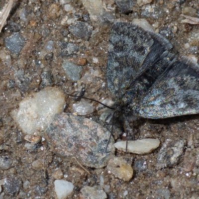 Metaxmeste phrygialis (zavíječ skalní), IT, Jaufenpass, Jižní Tyrolsko