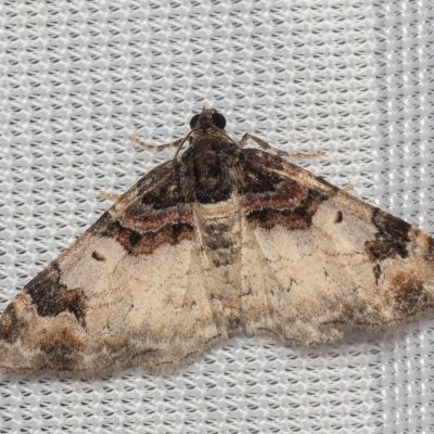 Catarhoe cuculata (píďalka hnědoskvrnná), NPP Váté písky