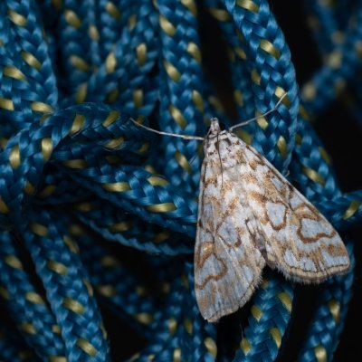 Elophila nymphaeata (vílenka leknínová), PP Střelická bažinka