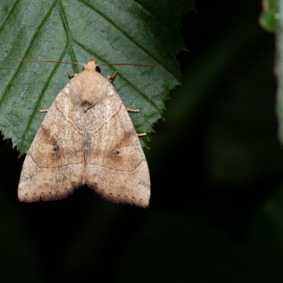 Cosmia trapezina (blýskavka dravá), Augšperský potok