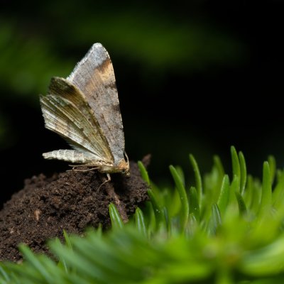 Macaria liturata (kropenatec sosnový), Devět křížů