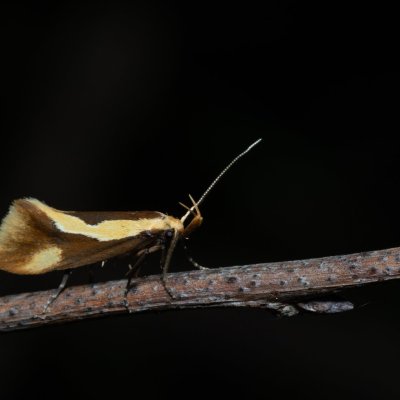 Harpella forficella (krásněnka pařezová), Žebětín