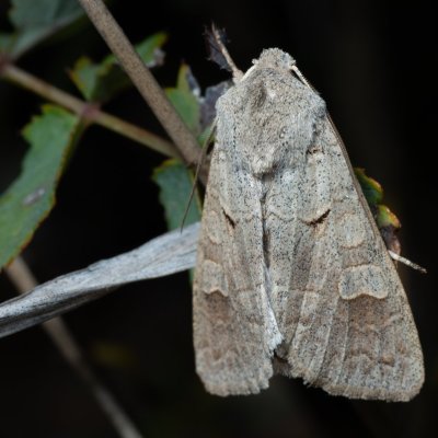 Ammoconia caecimacula (polnice šedá), PP Kavky