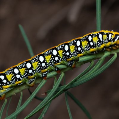 Hyles euphorbiae (lišaj pryšcový), PP Pánov