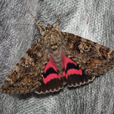 Catocala sponsa (stužkonoska dubová), Žebětín