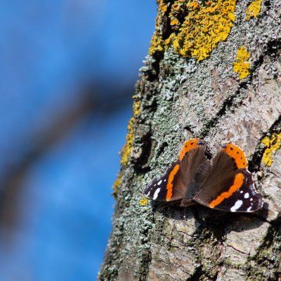 Vanessa atalanta (babočka admirál), Podbřežice
