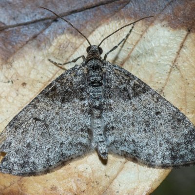 Lobophora halterata (šedokřídlec osikový), Kývalka