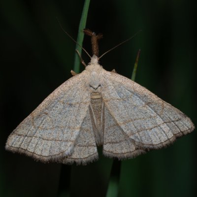 Polypogon tentacularia (žlutavka dlouhonosá), Havranické vřesoviště