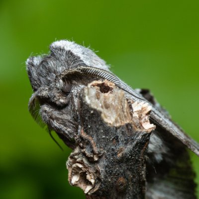 Harpyia milhauseri (hřbetozubec Milhauserův), PR Bosonožský hájek