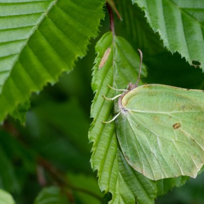 Gonepteryx rhamni (žluťásek řešetlákový), Křtiny