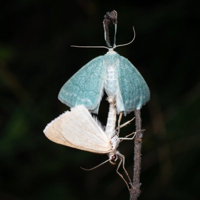 Pseudoterpna pruinata (zelenopláštník janovcový), NPP Pouzdřanská step - Kolby