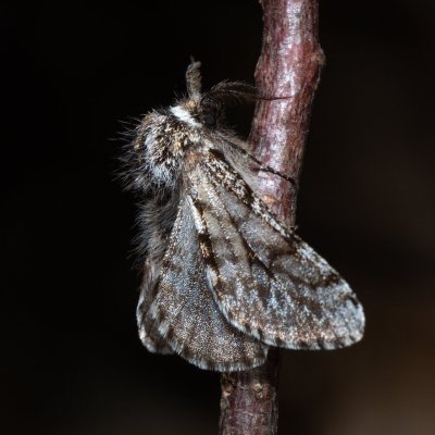 Lycia pomonaria (drsnokřídlec ovocný), PP Pekárna