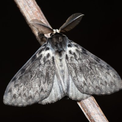 Lymantria monacha (bekyně mniška), Devět křížů