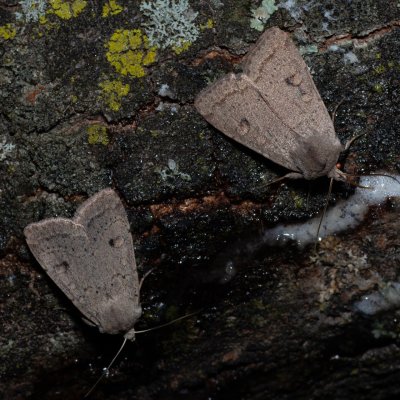 Xestia castanea (osenice borůvková), HR, Jablanac