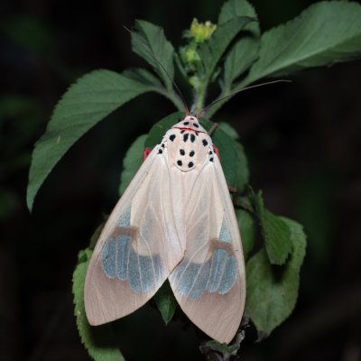 Amerila astreus (-), TH, Khao Sok
