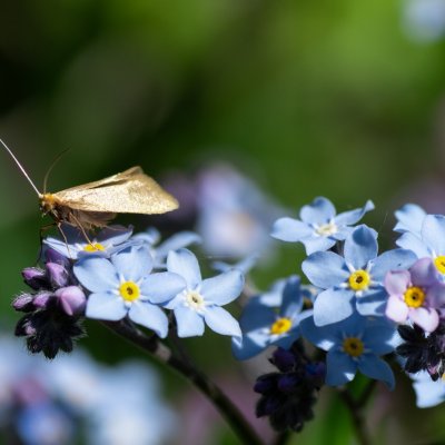 Nematopogon swammerdamellus (adéla dubová) Lysá hora u Ochozu