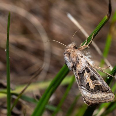 Episema glaucina (jasnobarvec západní), PP Milovická stráň