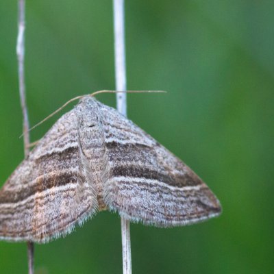 Scotopteryx coarctaria (vlnočárník čilimníkový), PP Černice