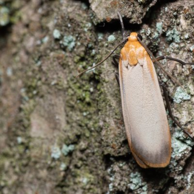 Eilema depressa (lišejníkovec žlutokrajný), Žebětín