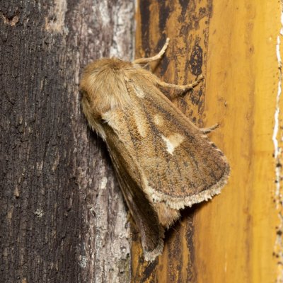 Cerapteryx graminis (můra luční), SK, Štôla