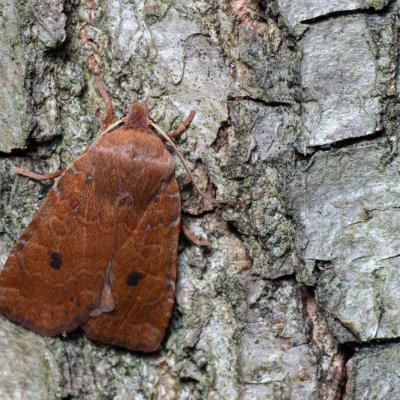Conistra vaccinii (zimovnice brusnicová), Helenčina studánka